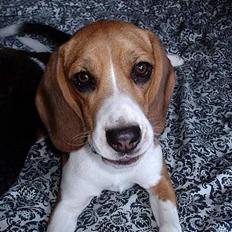 Beagle *Dharma<3*
