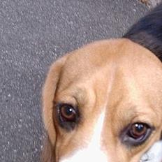 Beagle *Dharma<3*