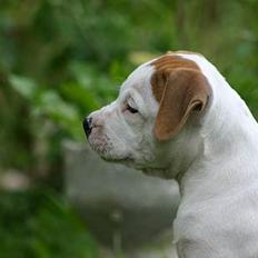 Amerikansk bulldog Rahbeks Ayla