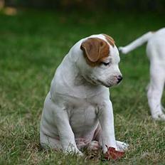 Amerikansk bulldog Rahbeks Ayla