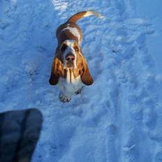 Basset hound dingos dejavú/Bobby R.I.P