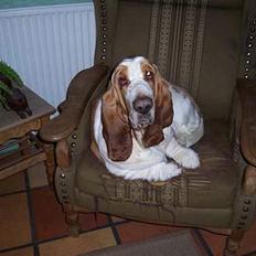 Basset hound dingos dejavú/Bobby R.I.P