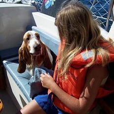 Basset hound dingos dejavú/Bobby R.I.P