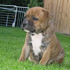 Staffordshire bull terrier Jeanty´s staff Zilla