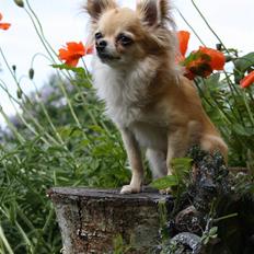 Chihuahua Dusty