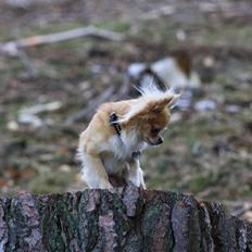 Chihuahua Dusty
