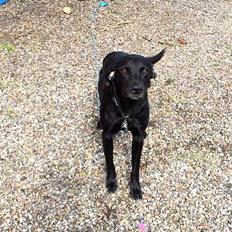 Labrador retriever plet