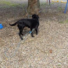 Labrador retriever plet