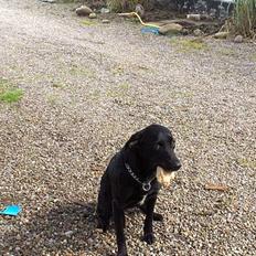 Labrador retriever plet