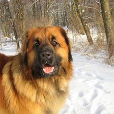 Leonberger SIMBA