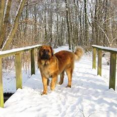 Leonberger SIMBA