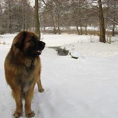 Leonberger SIMBA