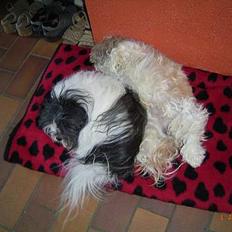 Shih tzu Fjante (død)