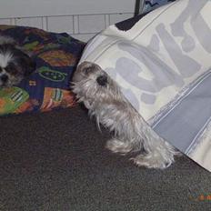 Shih tzu Fjante (død)