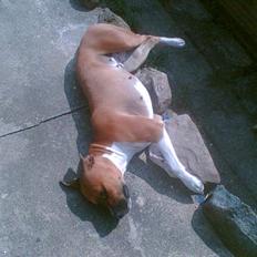 Blanding af racer stella