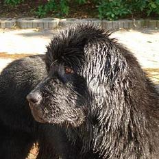 Newfoundlænder Bertha