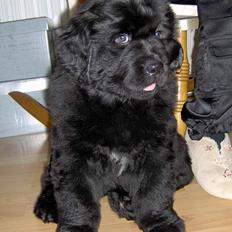 Newfoundlænder Bertha