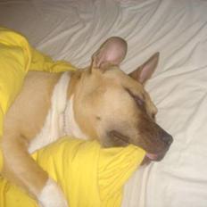 Amerikansk staffordshire terrier DK STAFF Get A Grib 