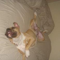Amerikansk staffordshire terrier DK STAFF Get A Grib 
