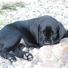 Labrador retriever Betsie