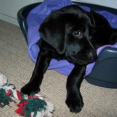 Labrador retriever Betsie