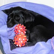 Labrador retriever Betsie