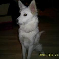 Blanding af racer Blondie 18-4-