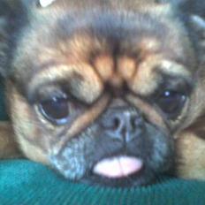 Griffon petit brabancon Sofy