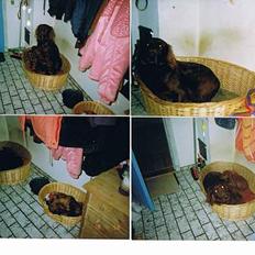 Irsk setter † Tjok (Tjak) † R.I.P.