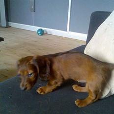 Dværggravhund Fido