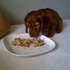 Dværggravhund Fido