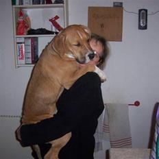 Amerikansk staffordshire terrier Magnus