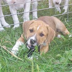 Amerikansk staffordshire terrier Magnus