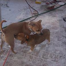 Amerikansk staffordshire terrier Magnus