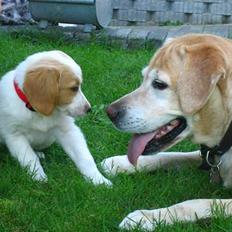 Blanding af racer Molly