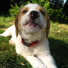 Blanding af racer Molly