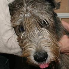 Irsk ulvehund Sirius