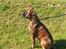 Boxer Astro - Hmm... stener lige lidt!