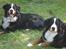 Berner sennenhund BAILEY HIMMELHUND <3