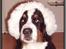 Berner sennenhund BAILEY HIMMELHUND <3