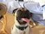 Mops skipper