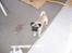Mops skipper