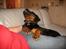 Rottweiler Qato - Øh ja hvad sker der her? tror han strækker sig og mener dette her er bare livet!