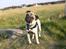 Mops skipper