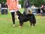 Berner sennenhund BAILEY HIMMELHUND <3