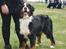 Berner sennenhund BAILEY HIMMELHUND <3