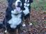 Berner sennenhund BAILEY HIMMELHUND <3