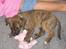 Blanding af racer Gimli  R.I.P 10/7-09 - Jeg har fanget mig en .......gris...