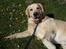 Golden retriever Balto - Ligger lige og nyder solen..