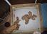 Nova scotia duck tolling retriever Balto - Balto er hvalpen med sort snor om halsen :)